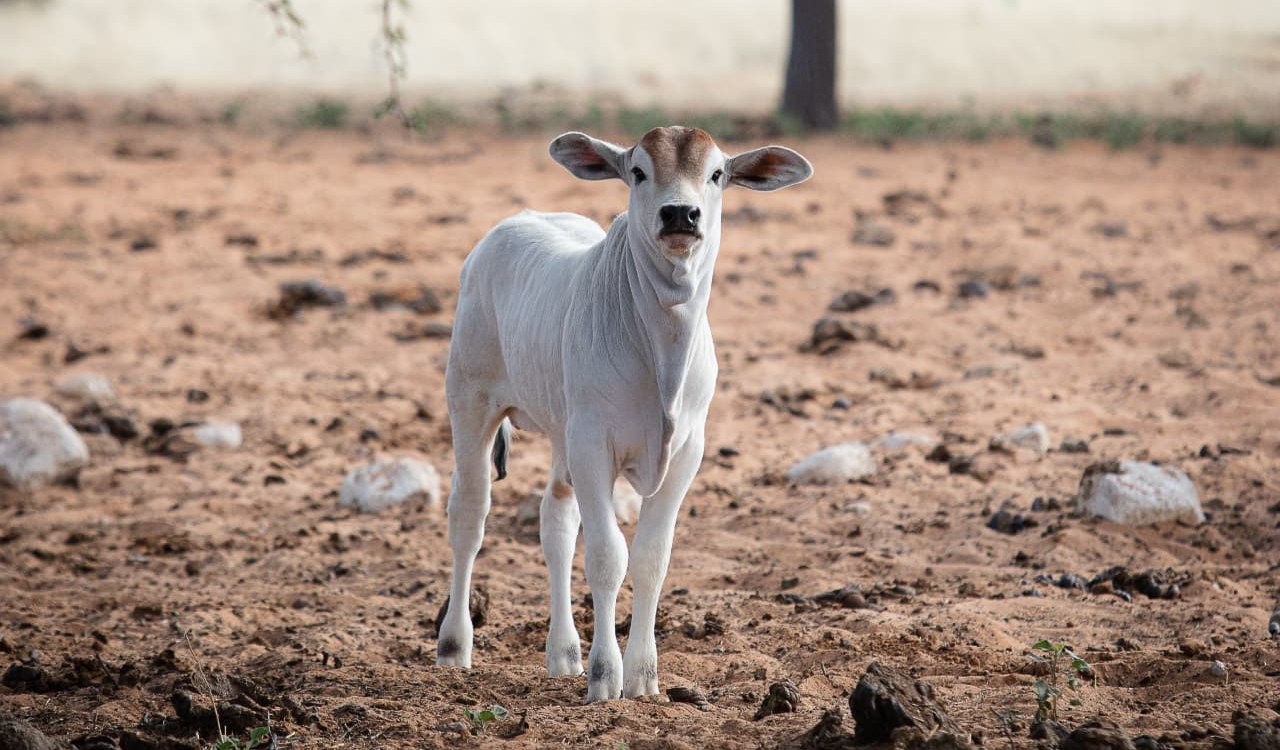 Young calf standing on red soil beneath trees on a Namibian farm